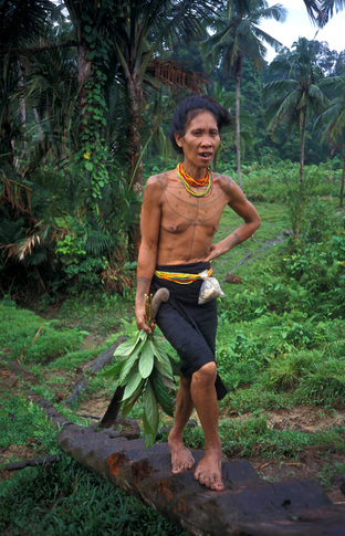 Siberut domorodec