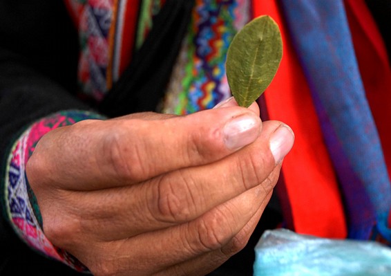 Coca, and The Sacred Plants of the Incas 3