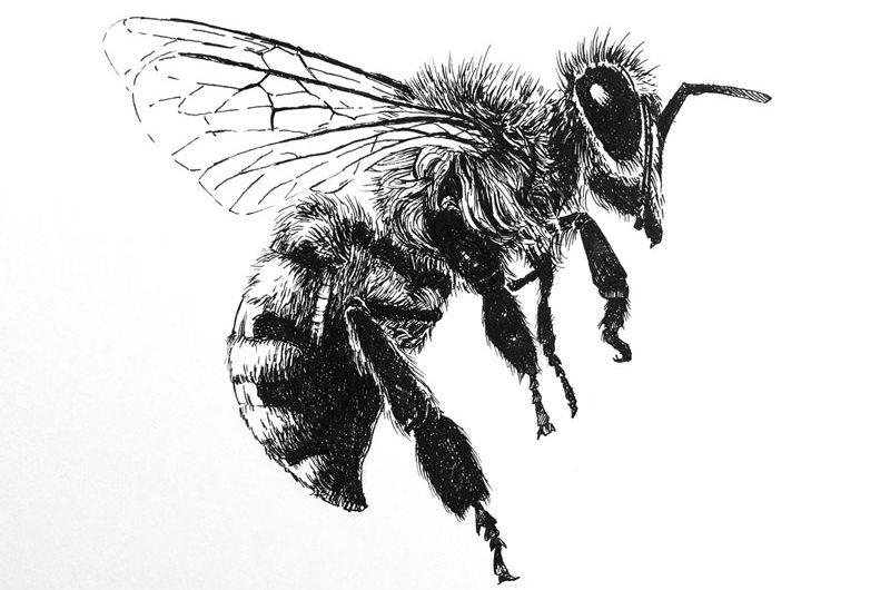 Co symbolizuje včela?