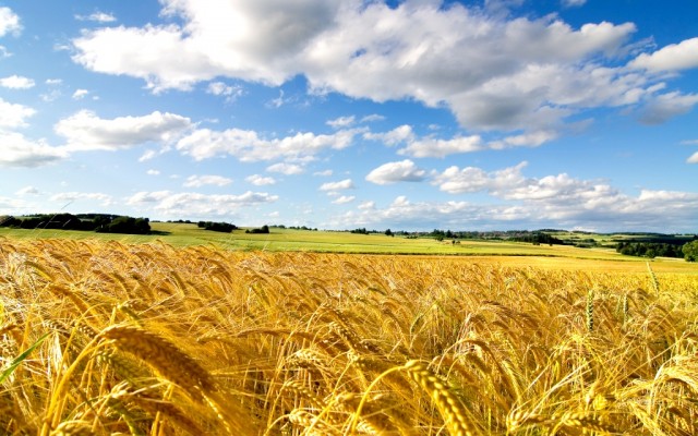 cornfield-summer