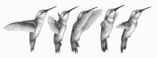 hummingbird drawing