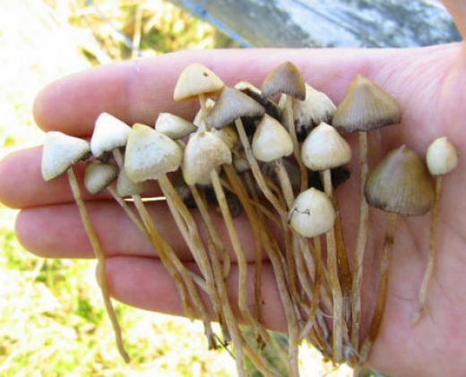 Posvátné houby v Mexiku